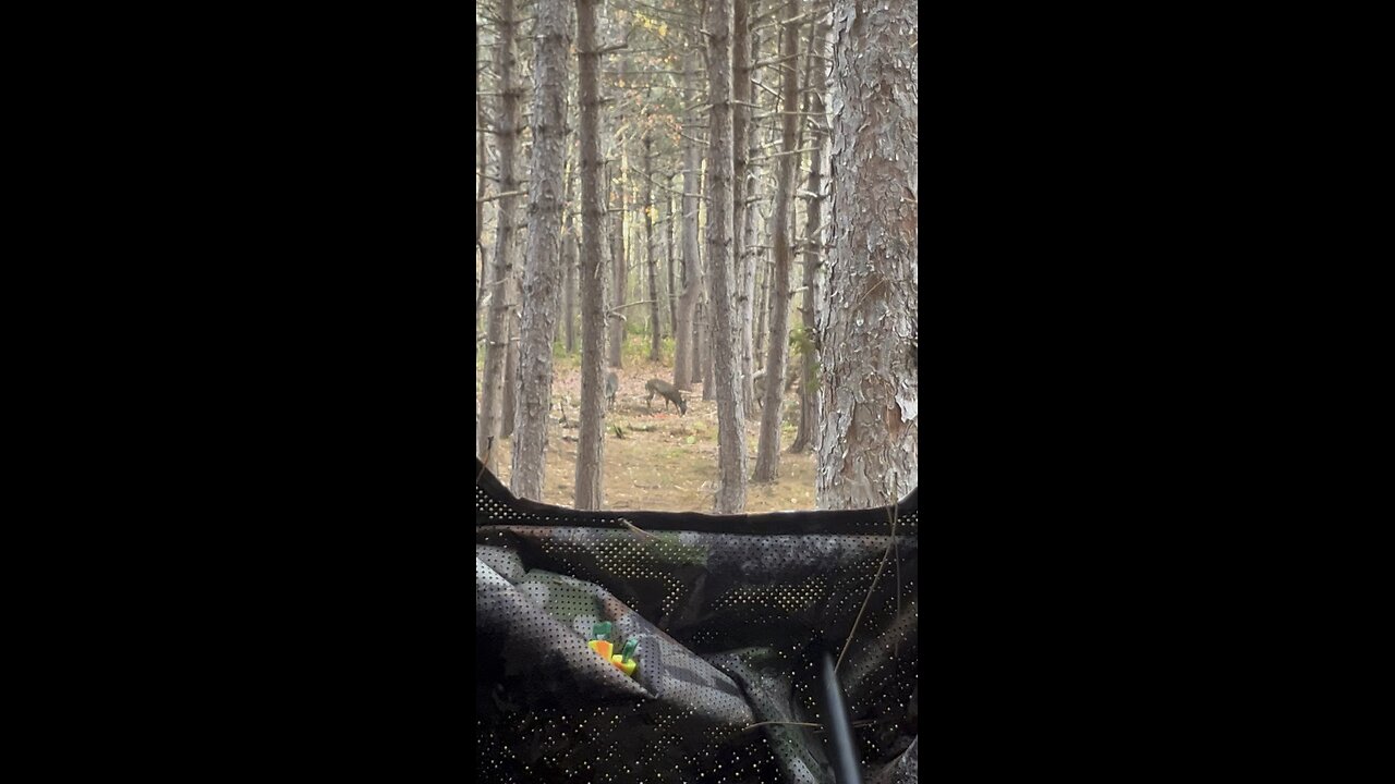 Deer