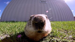 Gopher hits the snooze button and goes back to sleep in the sunshine