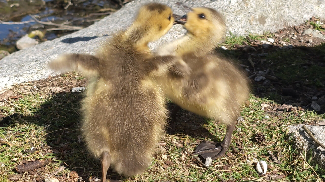 Baby Gosling Fight Sibling Rivalry