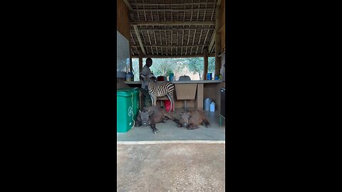 Feeding the orphaned wildlife