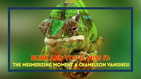 Blink and You’ll Miss It: The Mesmerizing Moment a Chameleon Vanishes!