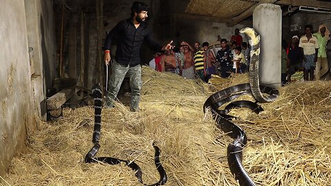 world’s most dangerous snakes, this man came face-to-face with two King Cobras at once.. 🤔😲
