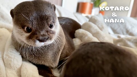 When an otter casts an evil glance