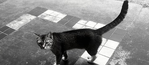 Sweet kitty