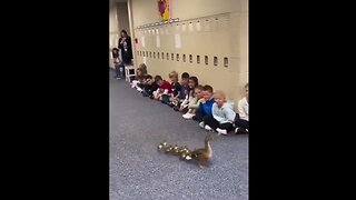 *NEWS INTERRUPTION* Mother Duck Made Her Nest in School & Now Introducing Her Babies to the Kids