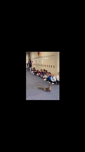 *NEWS INTERRUPTION* Mother Duck Made Her Nest in School & Now Introducing Her Babies to the Kids