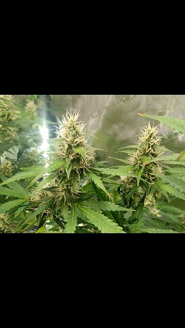 Gorilla Cookies auto week8 day 3