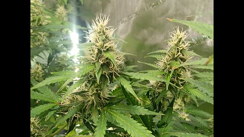 Gorilla Cookies auto week8 day 3