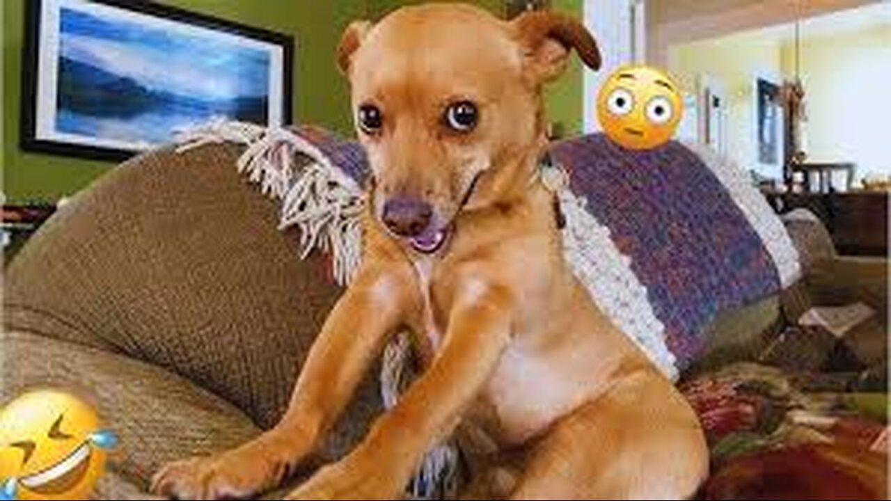 Craziest Animal Encounters of All Time