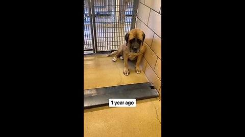 how love changed a neglected dog
