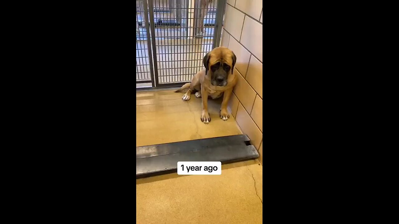 how love changed a neglected dog