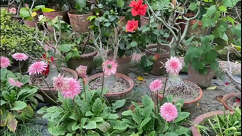 FLOWERS IN GARDEN