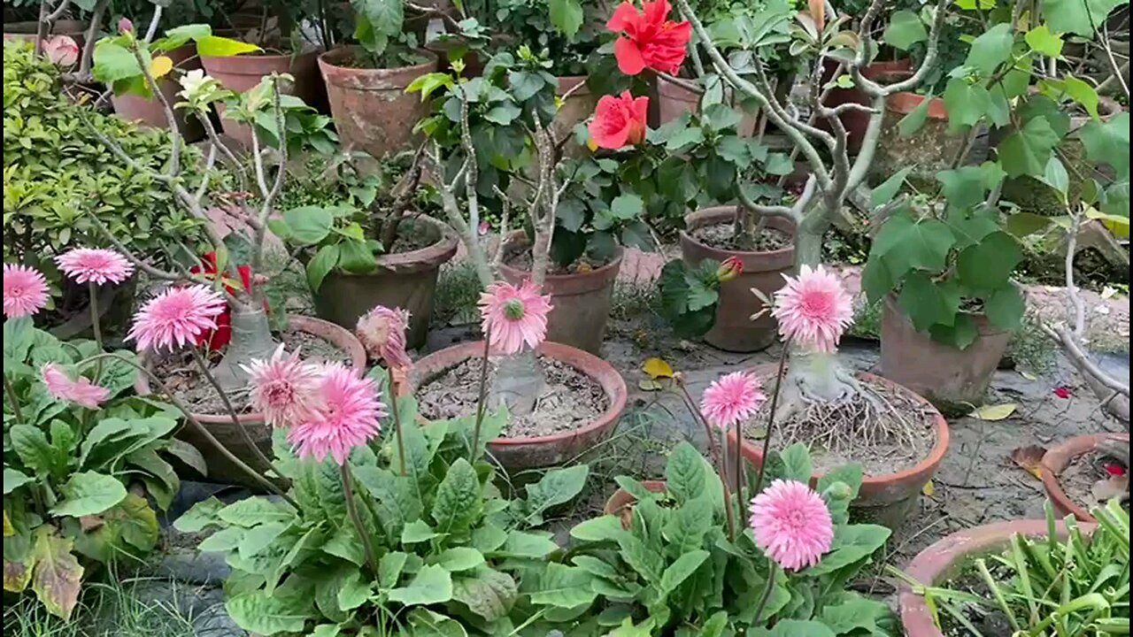 FLOWERS IN GARDEN
