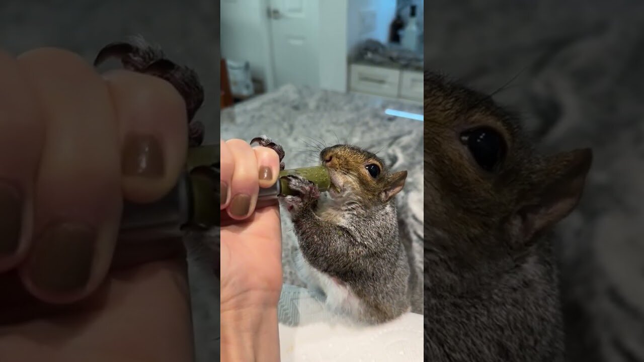 The girl found a squirrel and brought him home