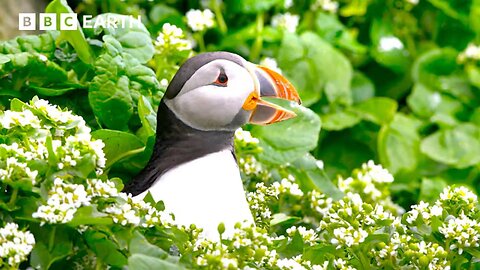 2 Hours with Earth's Most Extraordinary Animals