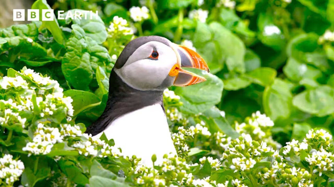 2 Hours with Earth's Most Extraordinary Animals