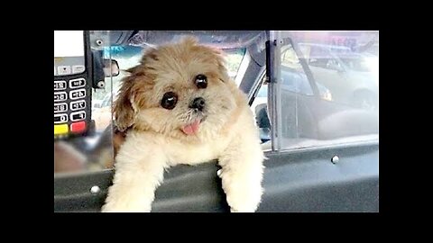 Ready, steady, LAUGH! - Super FUNNY VIDEOS compilation