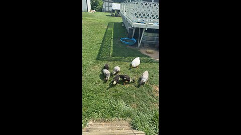 Ducklings