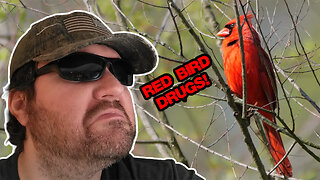 Stunning Red Cardinal In 4K 60FPS - Panasonic Lumix G9 II + Leica 100-400mm Lens