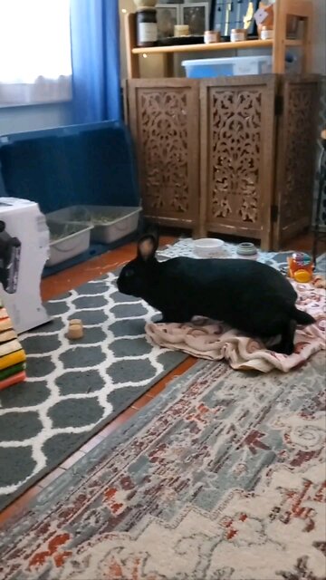 Woah Woah, Remus Go!