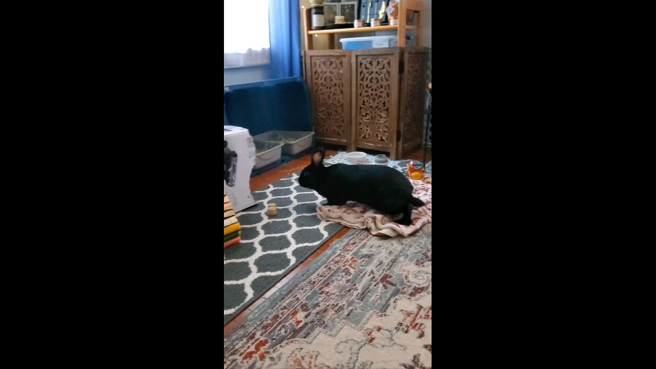 Woah Woah, Remus Go!