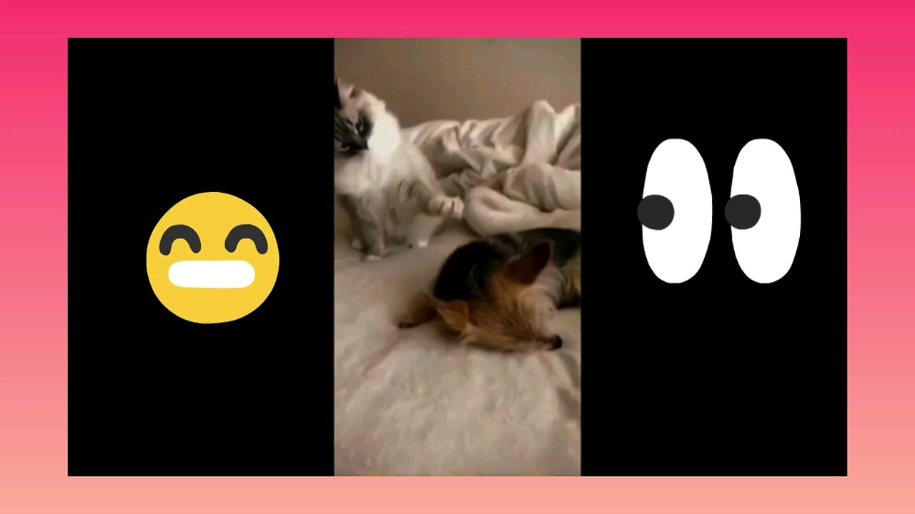 funny animals video