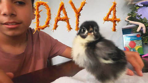 Day 4 Baby Chickens: Feathers & Fun with BabyChicks