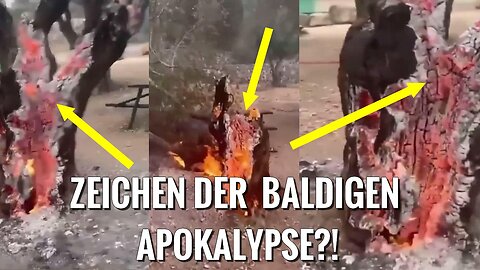 Videoleak - Das Rätsel der brennenden Bäume