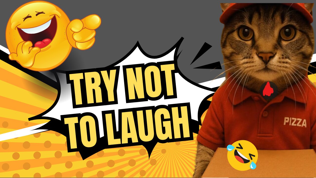 Cat funny Activity