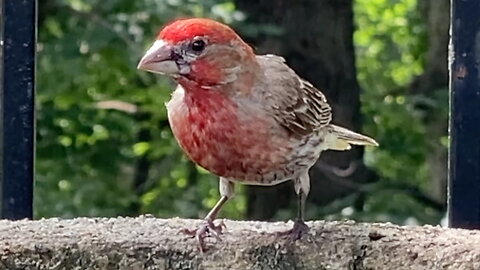 House Finch Drinking Water