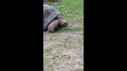 Tortoise at Busch Gardens