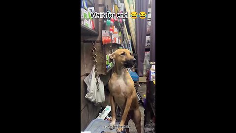 भाईसाहब तो गुस्सा गए 😂