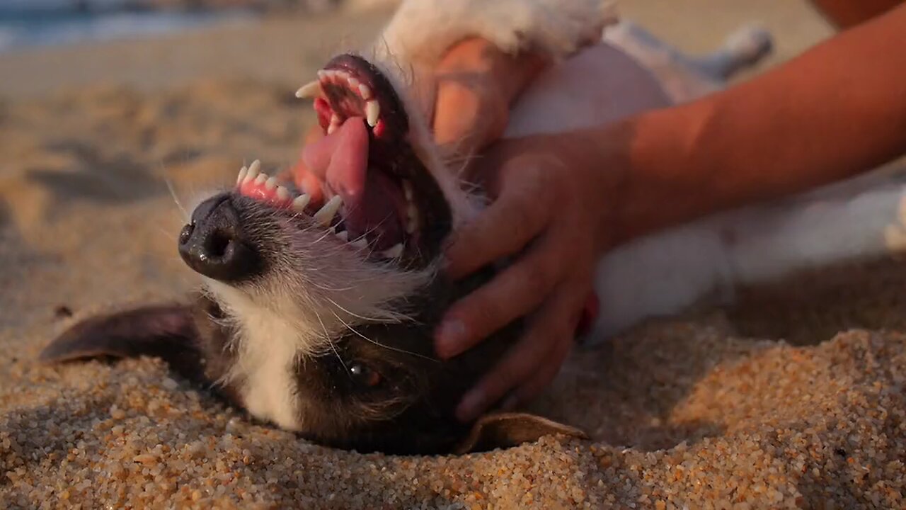 dog