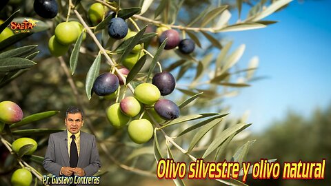 Olivo silvestre y olivo natural / Vlog Saetero contesta