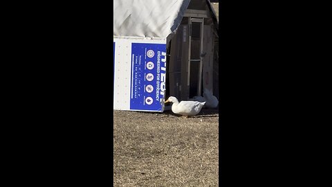Chickens ate their cold weather insulation