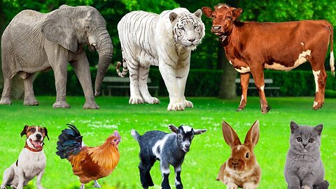 Amazing Farm Animal Sounds | Dogs, Pigs, Cows, Cats, Horses, Ducks, Sheep, Rabbits, Elephants, Deer