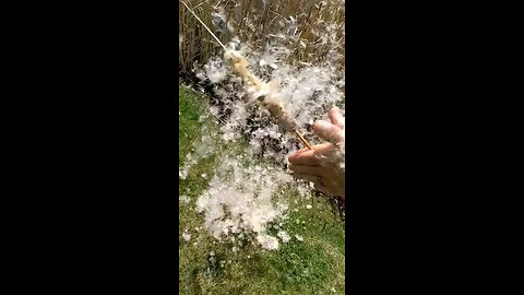 cat tail seeds (slow motion)