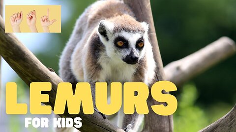 ASL Lemurs for Kids