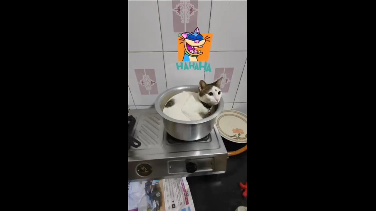 cat seet bawle