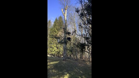 My Property and Wildlife