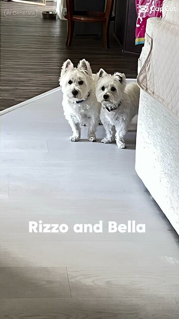 Dog father Rizzo / Bella