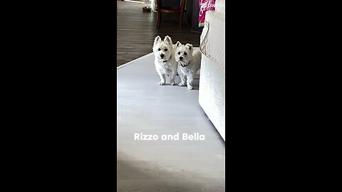 Dog father Rizzo / Bella