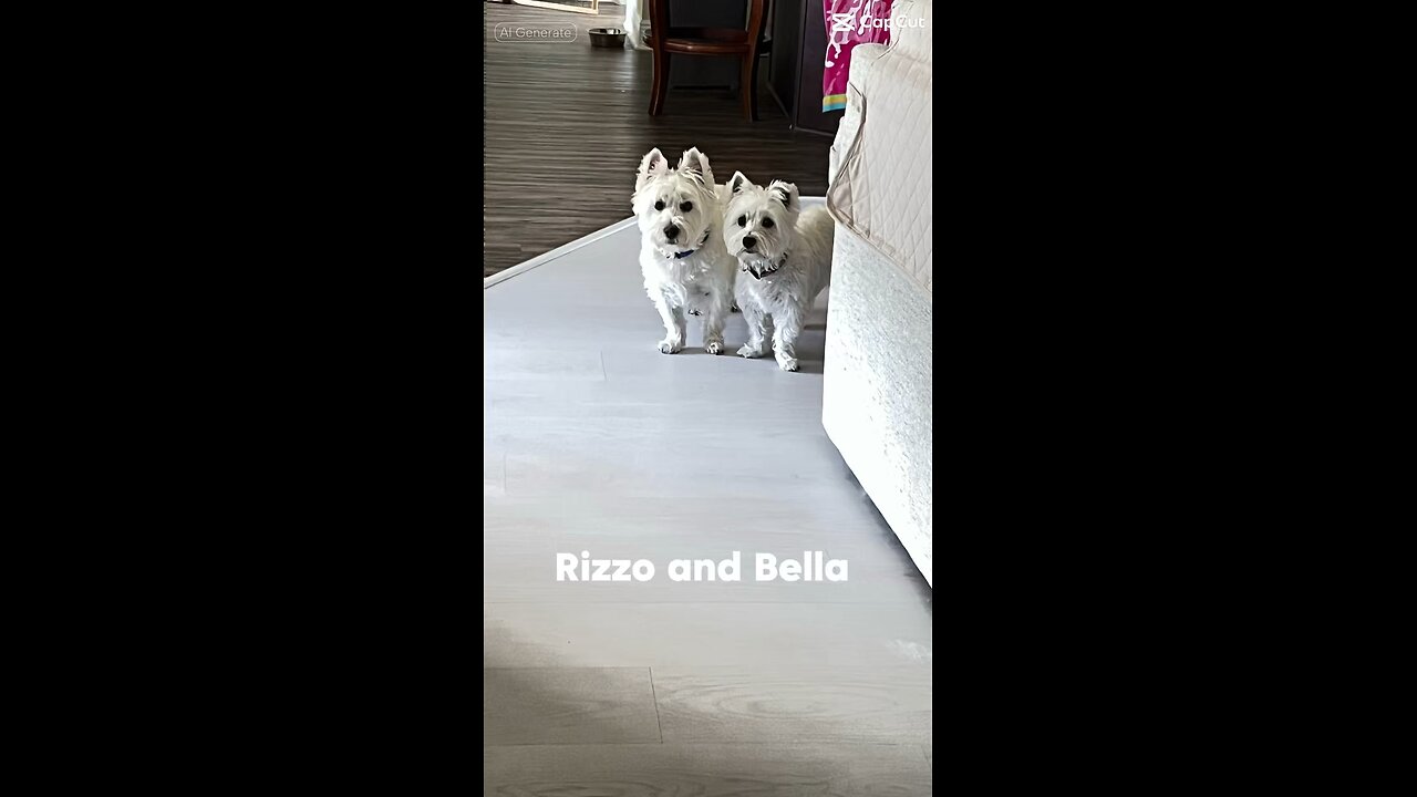 Dog father Rizzo / Bella
