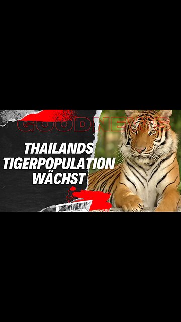 Thailands Tigerpopulation wächst #Tierschutz, #Nashörner, #Tiger, #Mosambik #goodnews #katze