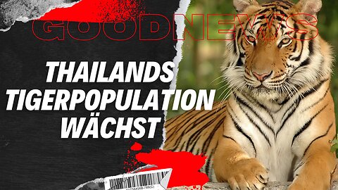 Thailands Tigerpopulation wächst #Tierschutz, #Nashörner, #Tiger, #Mosambik #goodnews #katze