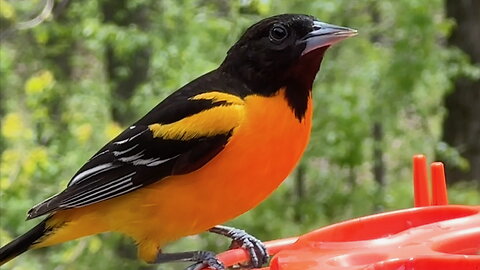 Oriole at the Feeder