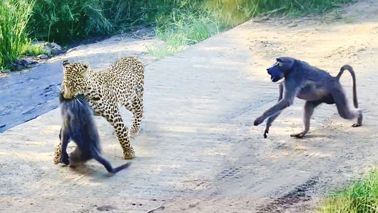 Leopard Ambushes Baboon in Perfect Hunt—But the Troop Fights Back! 🐆🦍🔥
