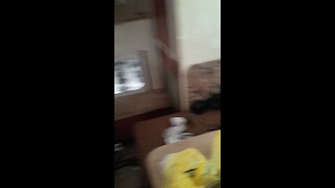 just some fun with a husky