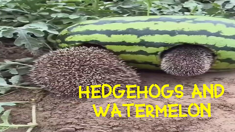 A family of hedgehogs lives on a farm!!! 🦔