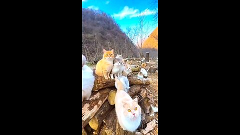 Cat 🐈🌸🖤 #cat #catlover #catsofinstagram #facebookviral #faysalesmeearfat #vairalvideo #lyrics